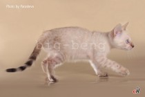 снежный бенгальский котенок