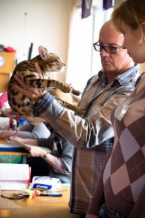 Бенгальский кот питомника Big Beng  на выставке в СПб