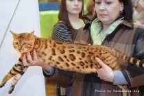 бенгальский кот питомника   Big Beng на выставке клуба Астарта