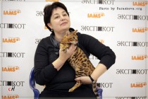бенгальский кот Olimpus Big-BENG выставка в Москве   ЭКспокот
