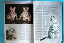 Бенгальские кошки в печати. Фотограф-анималист Parskeva.