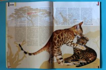 Бенгальские кошки в печати. Фотограф-анималист Parskeva.