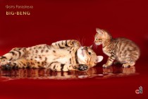 бенгальские кошки питомника Big Beng