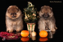 Профессиональное фото собак породы шпиц. Фотограф-анималист Paraskeva.