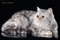 Профессиональное фото кошек. Фотограф-анималист Parskeva.