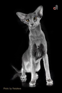 Профессиональная фотосъемка кошек. Фотограф-анималист Parskeva.