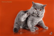 Профессиональное фото кошек. Фотограф-анималист Parskeva.