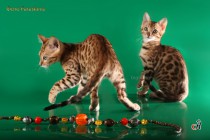 бенгальские котята  продан