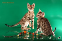 бенгальские котята    продан