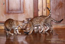 бенгальские котята питомника  Big Beng