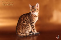 бенгальские котята продан