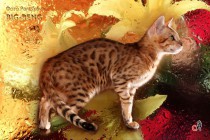 бенгальские котята продан