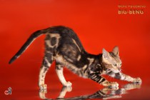 бенгальские котята продажа мальчик мраморный