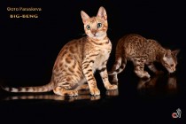бенгальские коты бенгальские котята big-кот  продан
