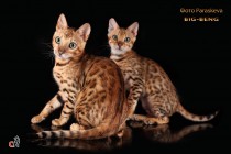 бенгальские коты бенгальские котята big-beng   кот  продан