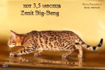  Бенгальский кот шоу-класса  Zenit BIG-BENG  продан