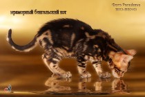 мраморный бенгальский котенок