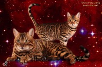 бенгальские коты бенгальские котята big-beng   проданы