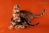 бенгальский кот  мраморный