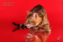 бенгальский кот шоу  класса