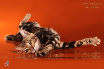 мраморная бенгальская кошка