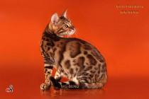 бенгальский кот Огонек BIG-BENG