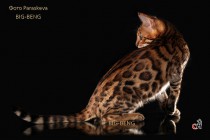 бенгальские котята питомник BIG-BENG