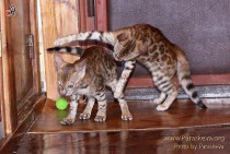 игры бенгальских котов