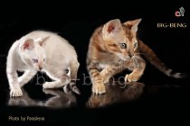  котята питомника Бенгальских кошек Big Beng