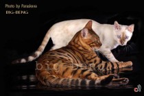 бенгальские кошки золотого и снежного окраса