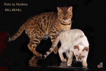 бенгальские кошки золотого и снежного окраса