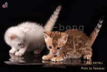 бенгальские котята питомника Big Beng