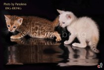  котята питомника Бенгальских кошек Big Beng