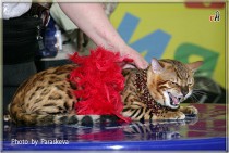 Бенгальский кот питомника Big Beng в конкурсе костюмов