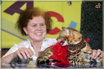 Бенгальский кот питомника Big Beng. Конкурс костюмов