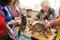 Котята питомника Бенгальских кошек Big Beng - лучший помет выставки 