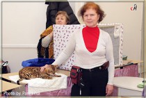 бенгальский кот питомника CAnon  Big Beng на выставке клуба Вариета