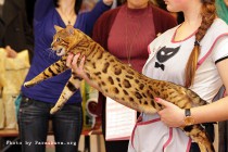бенгальский кот питомника   Big Beng на выставке клуба Астарта