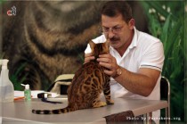 бенгальский котенок питомникаOlimpus   Big Beng на выставке  В Москве БЕСТ