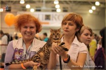 бенгальский кот Olimpus Big-BENG выставка в Москве   ЭКспокот