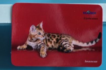 бенгальские кошки питомника BIG BENG в печати