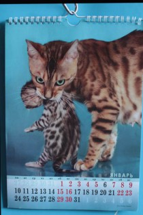 Кошки питомника BIG BENG в календаре 