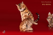 котята Бенгальской кошки продан