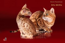 котенок бенгальской кошки продан