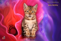 бенгальский котенок продается
