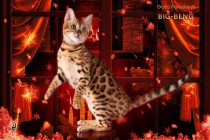 золотой бенгальский котенок