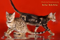 бенгальские кошки питомника BIG BENG 
