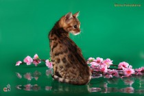 котенок Бенгальской кошки