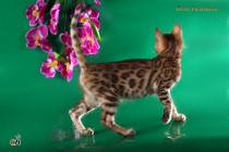 котенок Бенгальской кошки  продан