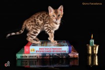 Бенгальский котенок  продан